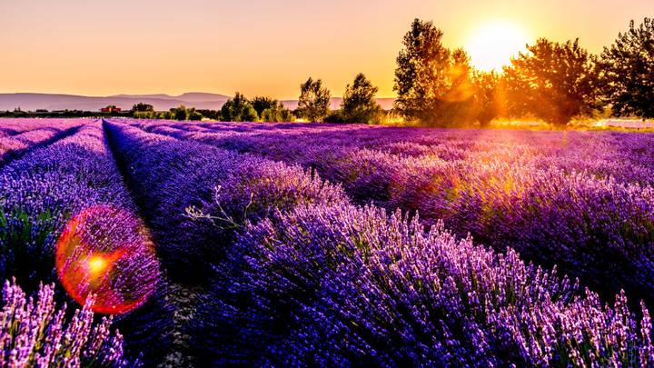 Berbagai Destinasi Ladang Lavender Terbaik di Dunia