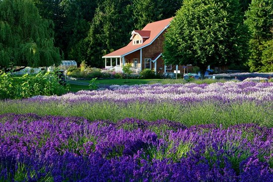 Berbagai Destinasi Ladang Lavender Terbaik di Dunia