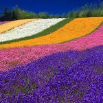 Keindahan Ladang Lavender Hokkaido di Jepang
