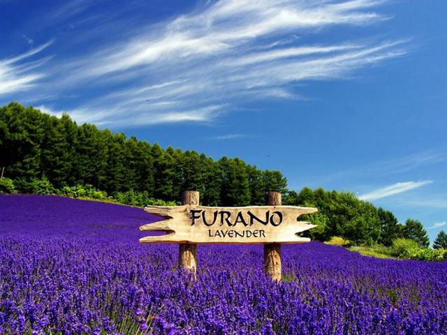 Keindahan Ladang Lavender Hokkaido di Jepang