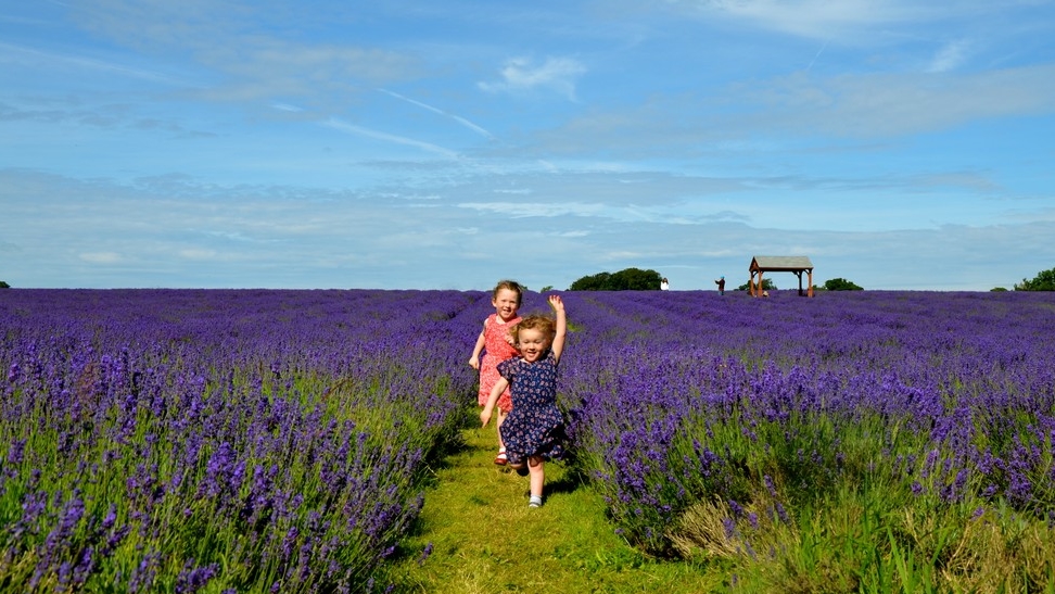 Ladang Lavender di Sekitar London