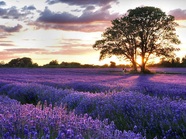 Ladang Lavender di Sekitar London