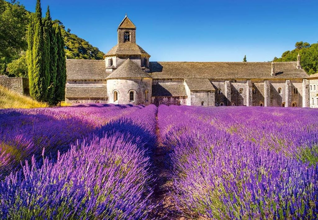 Review: Mengunjungi Ladang Lavender di Provence