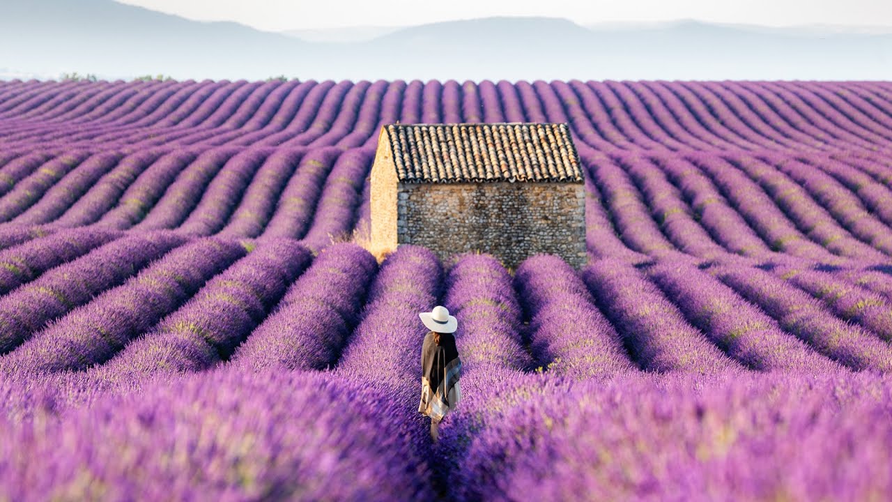 Review: Mengunjungi Ladang Lavender di Provence