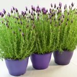Cara Menanam Bunga Lavender Dalam Pot