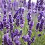 Berbagai Macam Jenis Lavender Dan Manfaatnya