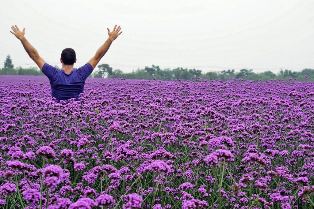 Lavender Gardens Terbaik di Sekitar Shanghai I