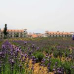 Lavender Gardens Terbaik di Sekitar Shanghai II