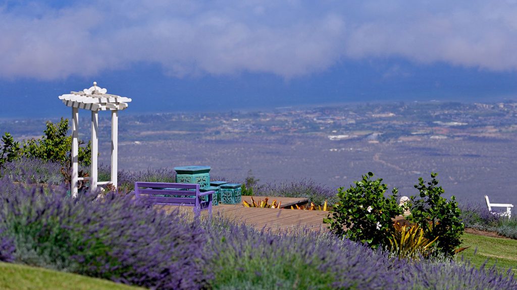 Perkebunan Lavender Paling Unik di Amerika