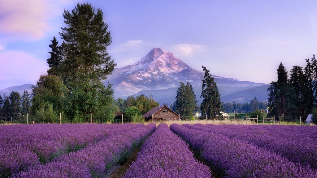 Perkebunan Lavender Paling Unik di Amerika