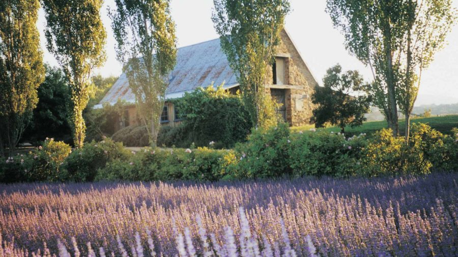 Ladang Lavender Yang Tumbuh di Sekitar Melbourne