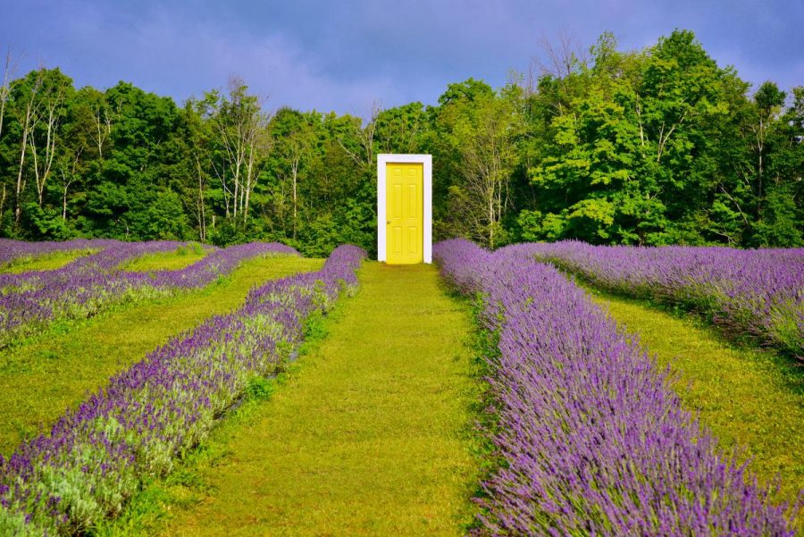 Perkebunan Lavender Yang Menakjubkan di Ontario Saat Ini