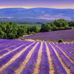 Ladang Lavender Dari Berbagai Belahan Dunia