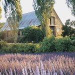 Ladang Lavender Yang Tumbuh di Sekitar Melbourne